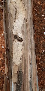 Anilara sp. Broombush, PL5698A, dead non-emerged adult, in Melaleuca uncinata (PJL 3624) dead branch, EP, 6.8 × 2.9 mm